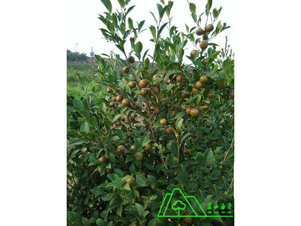 油茶樹(shù)